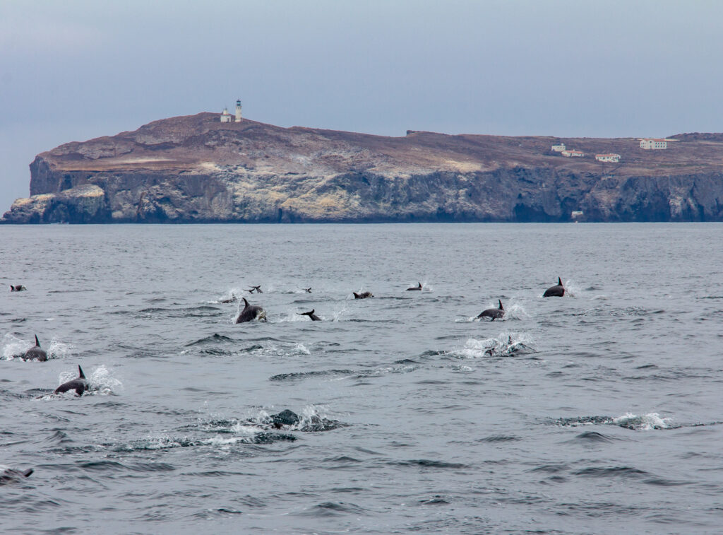 Dolphins jump in front of Anacapa Island in the Channel Islands National Park in California